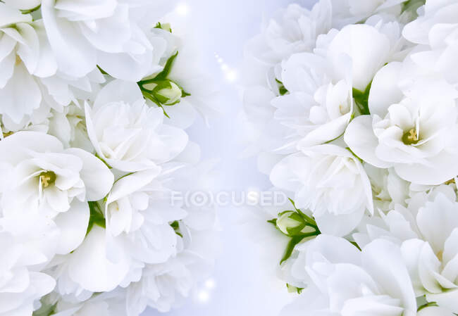 Hermosas flores de jazmín blanco - foto de stock