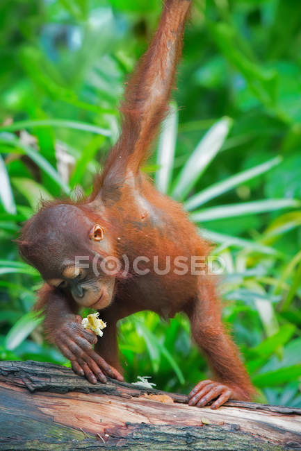 Wilder Borneo-Orang-Utan — Stockfoto