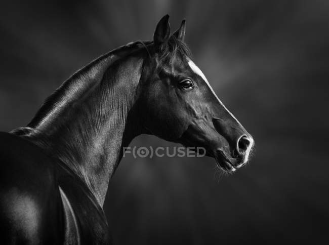 Portrait of black arabian horse — Stock Photo