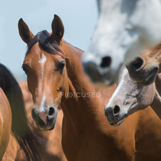 Retrato de caballos - foto de stock