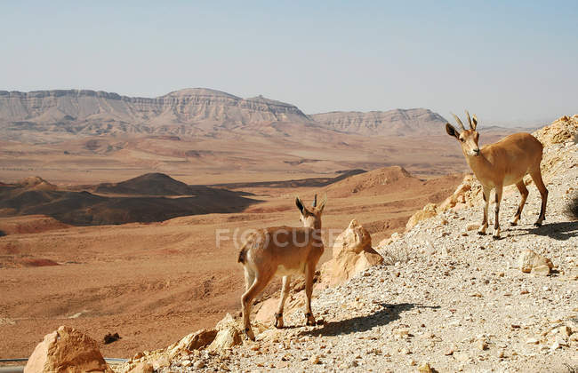 Ibexes no penhasco . — Fotografia de Stock