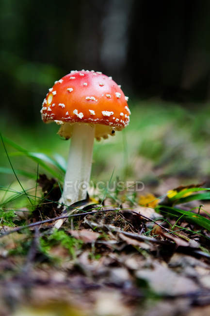 Voar amanita — Fotografia de Stock