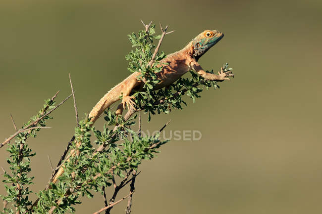 Agama de tierra macho - foto de stock