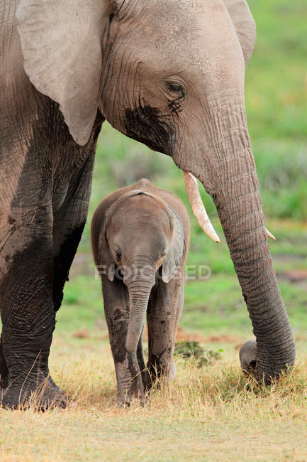Elefante africano con ternera - foto de stock