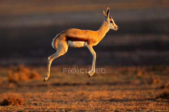 Springbok antilope sautant — Photo de stock