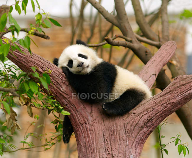 Schlafendes Riesenpanda-Baby — Stockfoto