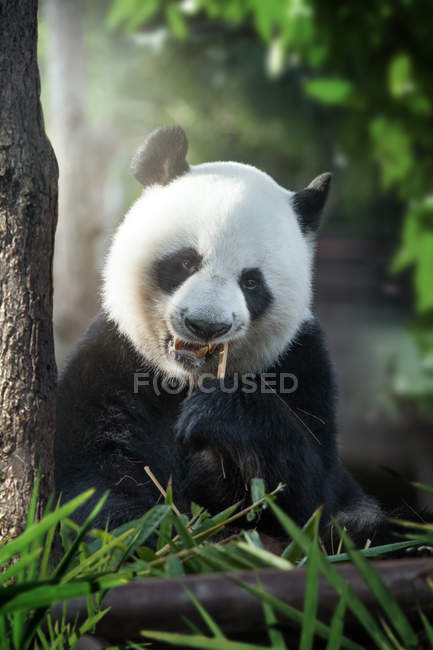 Portrait d'un bel ours panda mangeant dans un environnement estival — Photo de stock