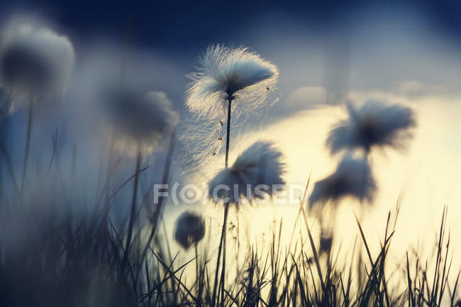 Blooming cotton flowers — Stock Photo