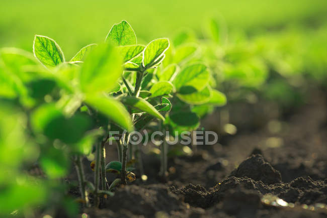Plantas de soja jovens que crescem em campo cultivado — Fotografia de Stock