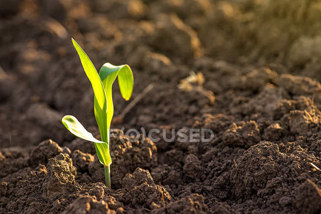 Cultivo de brotes de plántulas de maíz en el campo agrícola - foto de stock