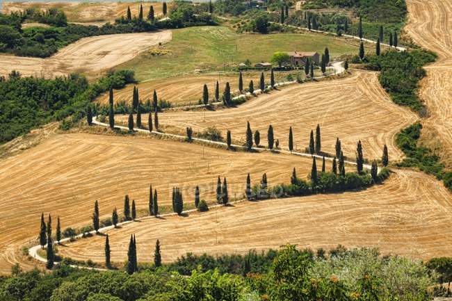 Tuscana Landscape - road serpentines — Stock Photo