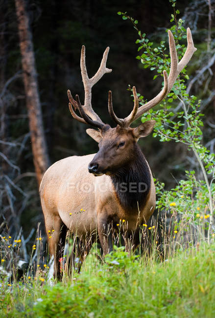 Rocky Mountain Elk (lat. Cervus canadensis) - foto de stock
