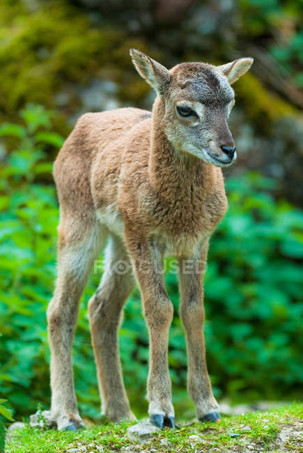 Jeune sika chevreuil fauve . — Photo de stock