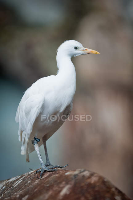 Kuhreiher (lat. Ardeola-Ibis) — Stockfoto