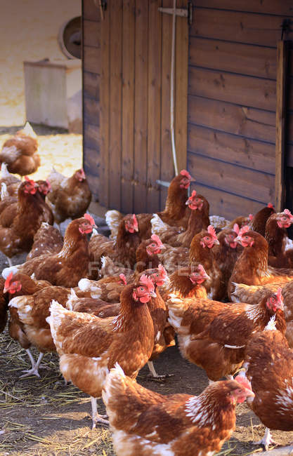 Gallinas marrones - foto de stock