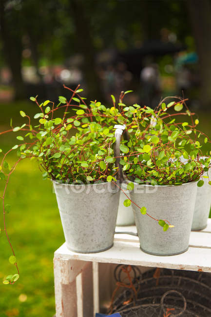 Delicate Wire Vine — Stock Photo