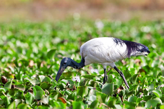 Afrikanischer heiliger Ibis (threskiornis aethiopicus), Naivascha-See, Kenia — Stockfoto