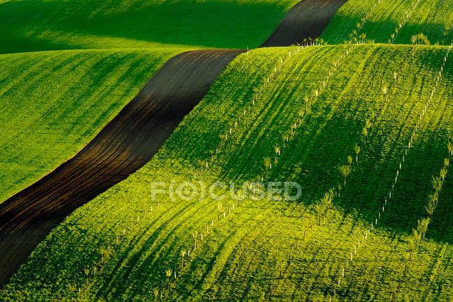 Grüne wellige Hügel in Südmähren — Stockfoto