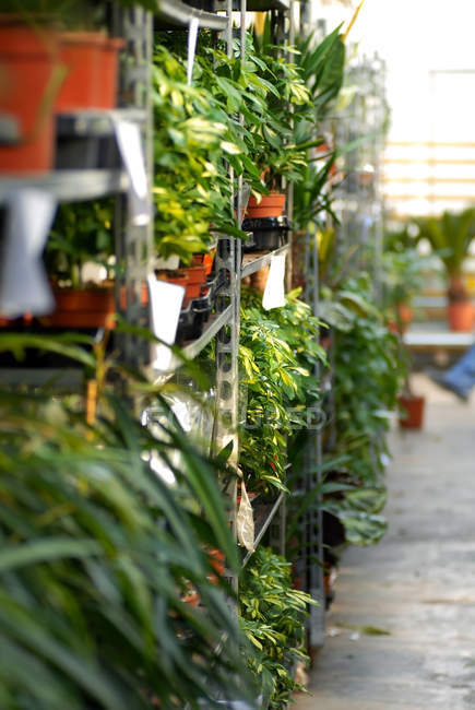 Plantas no centro do jardim — Fotografia de Stock