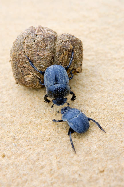 Two dung beetles battling with a large dung ball — Stock Photo