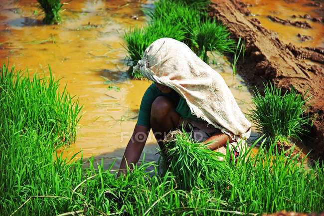 Mujer, plantando arroz - foto de stock