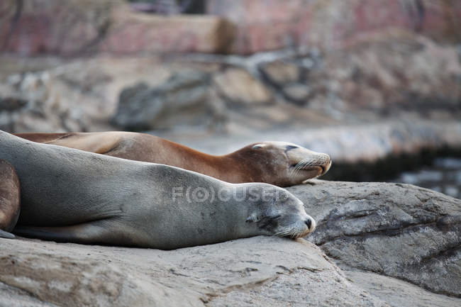 Lion de mer dormir — Photo de stock