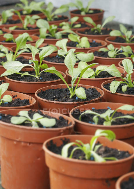 Mudas em vasos de plantas — Fotografia de Stock