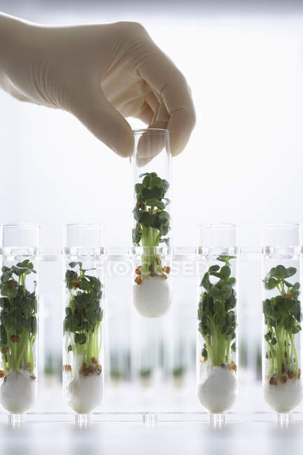 Person holding test tube — Stock Photo