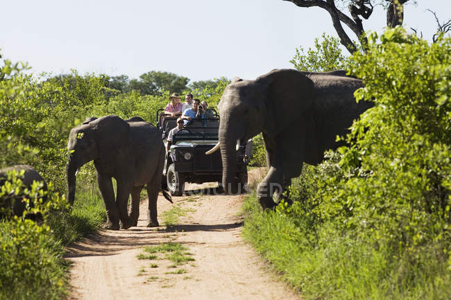Слоны переходят дорогу — стоковое фото