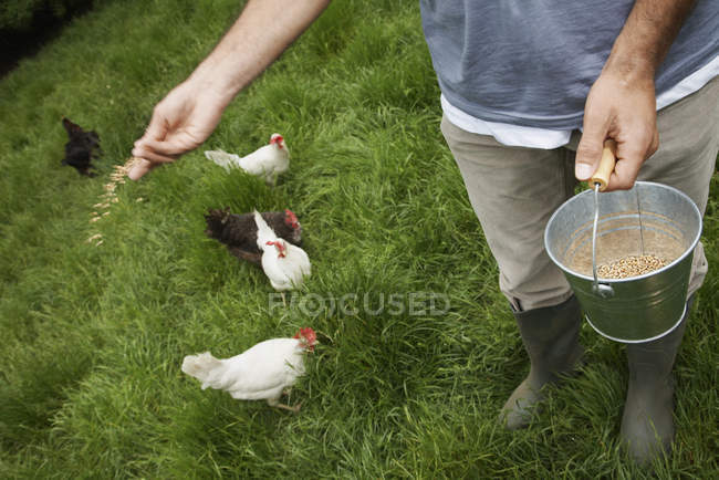 Man feeding hens in garden — Stock Photo