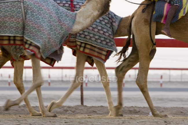 Camellos corriendo durante el entrenamiento - foto de stock