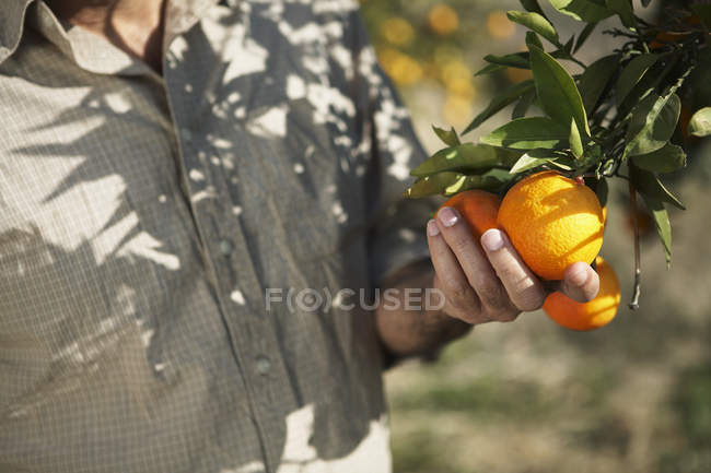 Hand with ripe oranges — Stock Photo