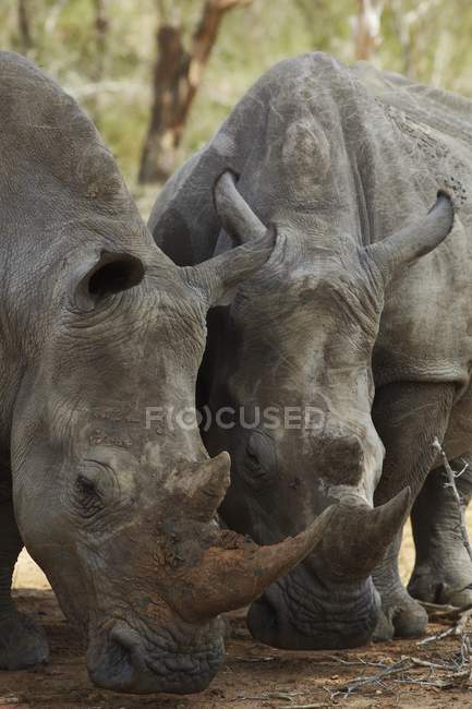 Nashorn Wildtiere — Stockfoto