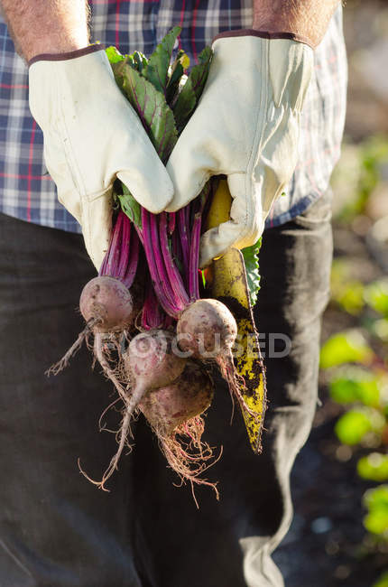 Mani che tengono le barbabietole in giardino — Foto stock