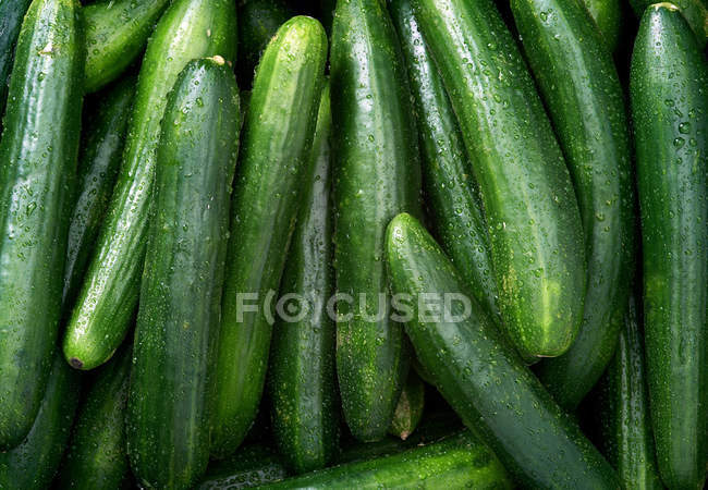 Pepino fundo close-up — Fotografia de Stock