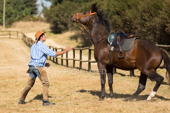 Селекціонер намагається заспокоїти свого коня — стокове фото