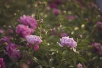 Прекрасные пионы цветут в саду — стоковое фото