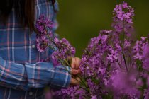 Mains féminines touchant les lilas — Photo de stock