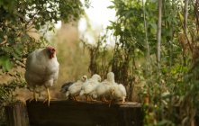 Pollos y gallinas blancas en valla de madera - foto de stock