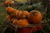 Ripe pumpkins in wheelbarrow — Stock Photo