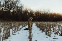 Хлопчик стоїть на зимовому полі — стокове фото
