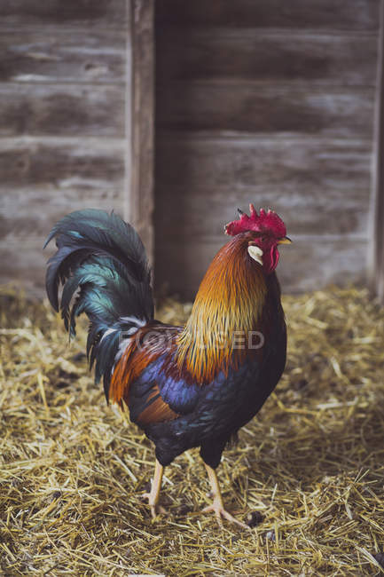 Rooster standing in barn — Stock Photo