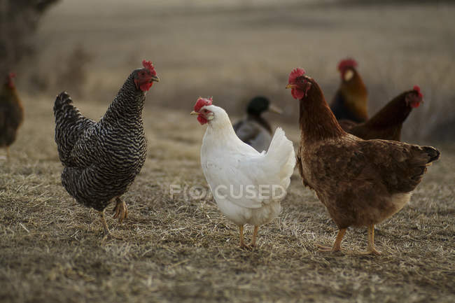Domestic hens walking — Stock Photo
