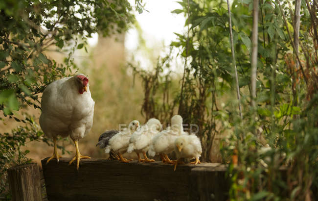 White hen and chickens on wooden fence — Stock Photo