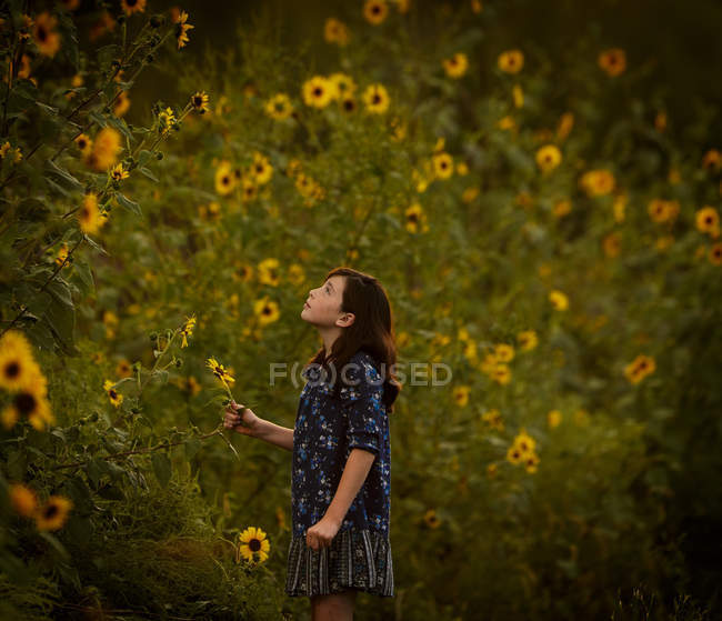 Brünettes Mädchen steht in der Nähe blühender Sonnenblumen — Stockfoto