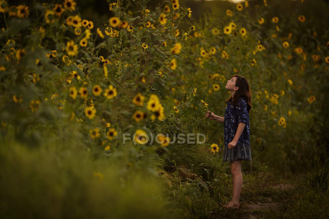 Menina de pé perto de girassóis florescendo — Fotografia de Stock