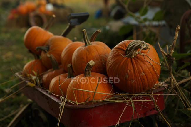 Ripe pumpkins in wheelbarrow — Stock Photo