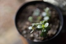 Baby succulent in round pot — Stock Photo