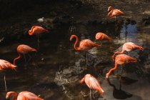 Стадо фламинго на воде — стоковое фото