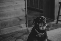 Старий вірний друг собака — стокове фото